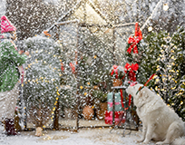 Spruce Meadows International Christmas Market