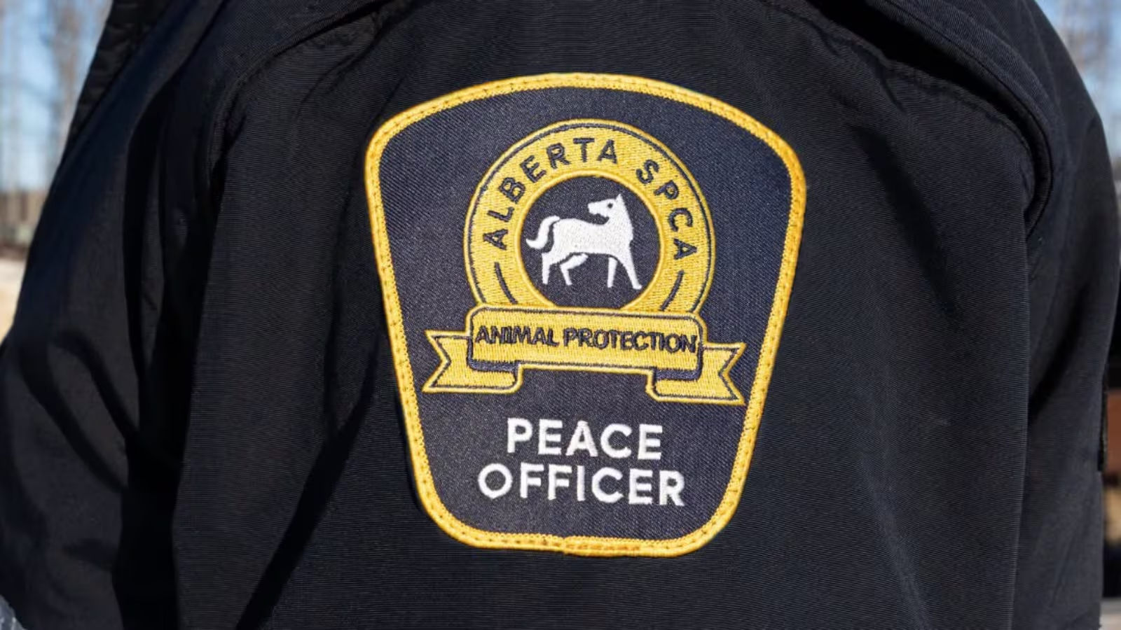 Alberta SPCA and Chestermere RCMP Investigate Kitten Cruelty Case