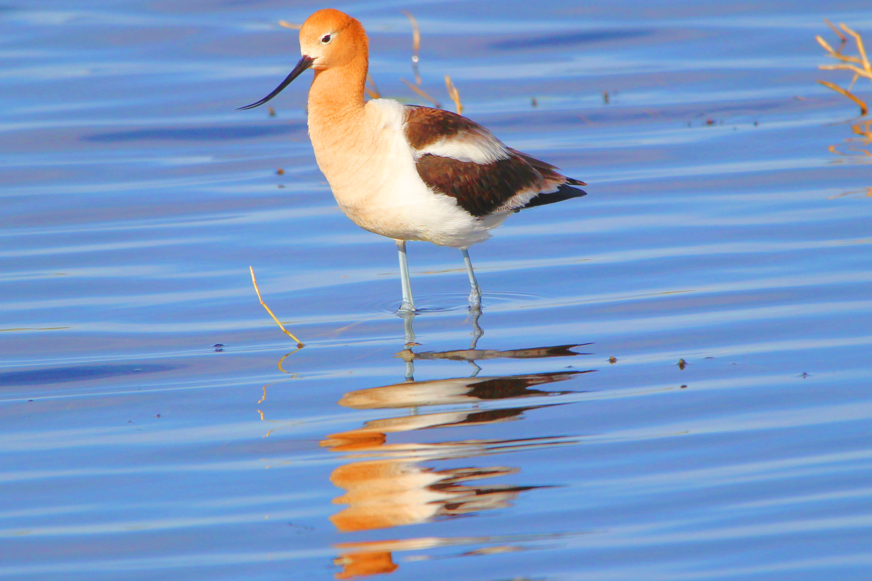 Rocky View's Birding Pleasure