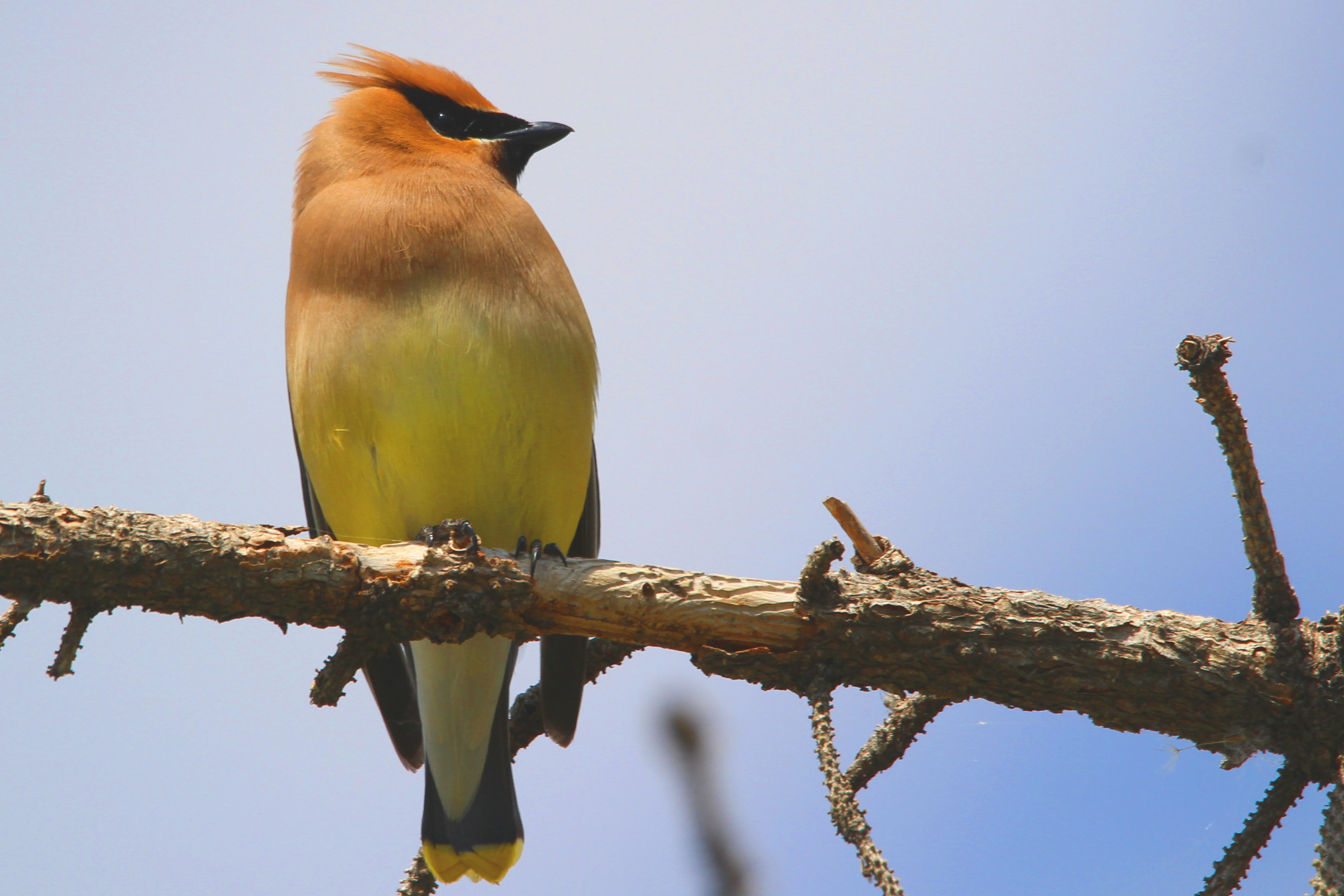 “Go North” Feathered Friend
