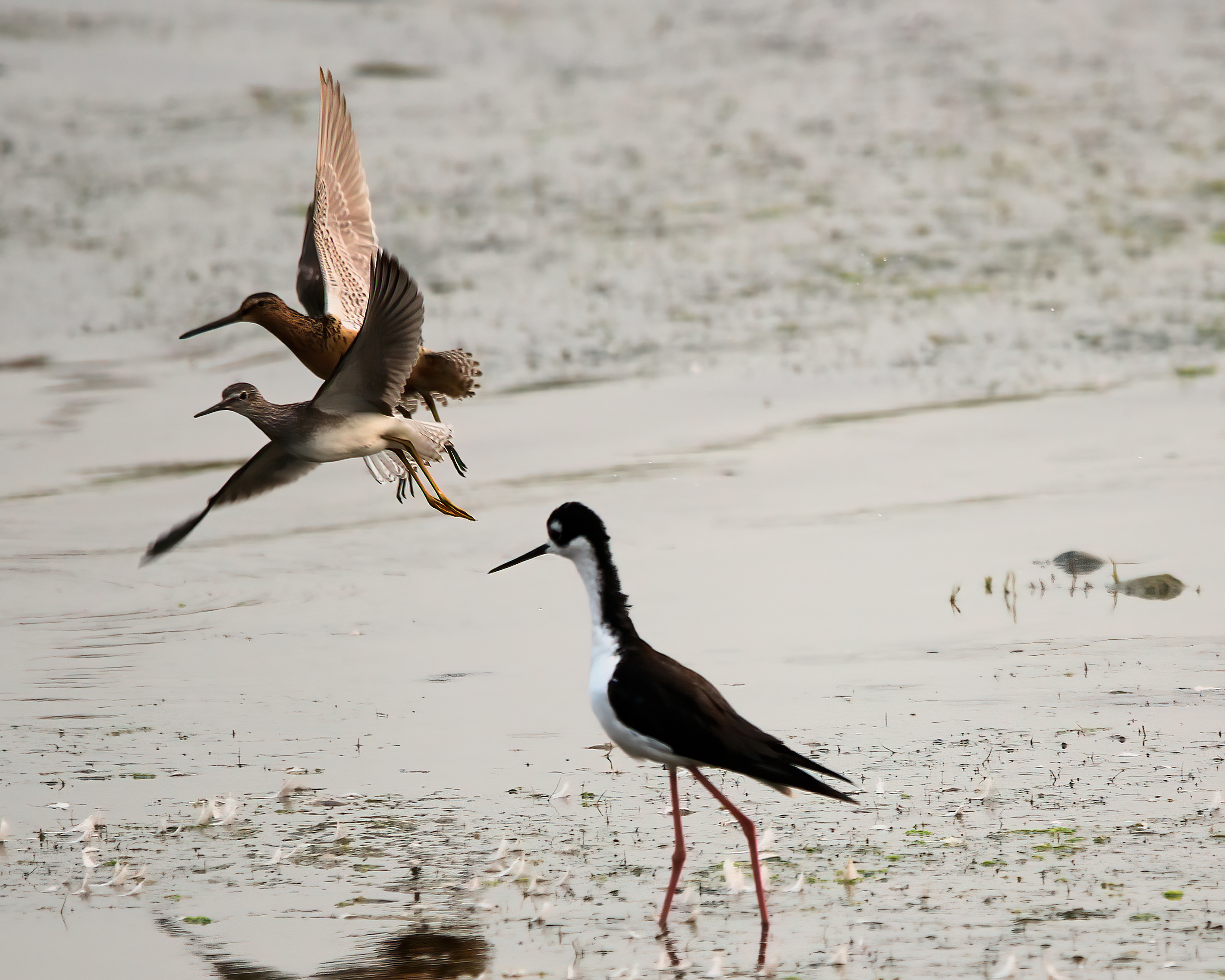 Bird Brawl Erupts On a Quiet Saturday Morning!