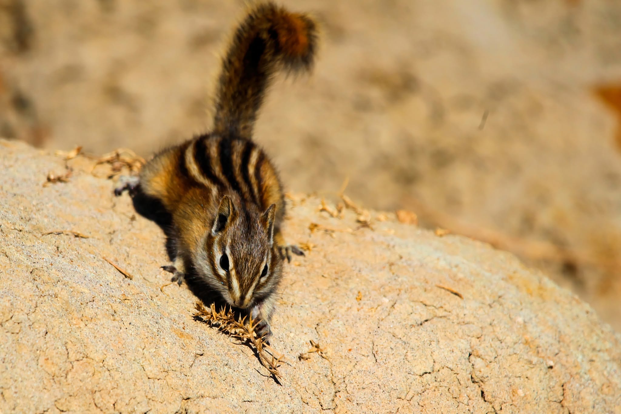 Munks on the Run