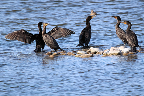 Canada's Cormorant Conundrum