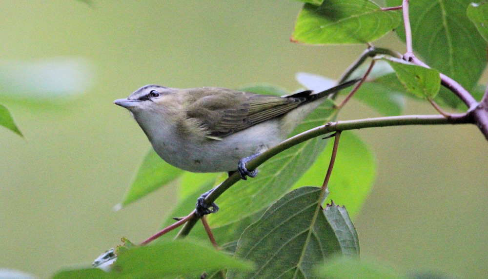 The Musical Vireos